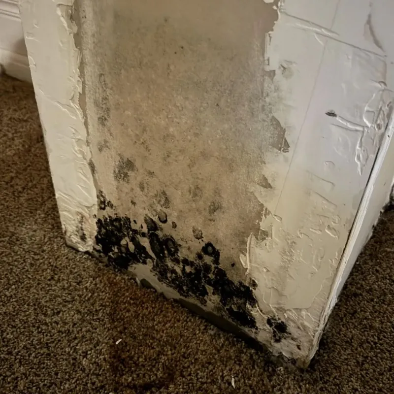Professional Mold Removal in Terre Haute, MO